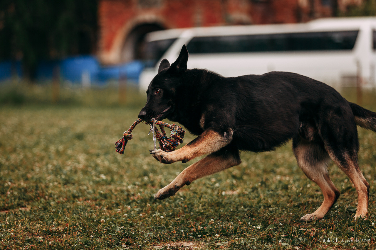 Соревнования по мондьорингу. Фотограф-анималист Наталия Чистюхина в г. Сосновый Бор и ЛО