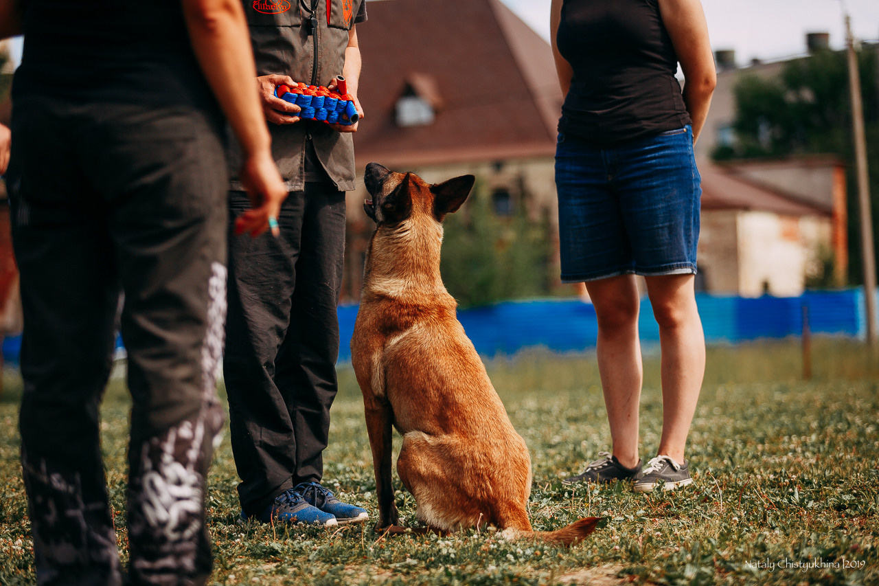 Соревнования по мондьорингу. Фотограф-анималист Наталия Чистюхина в г. Сосновый Бор и ЛО