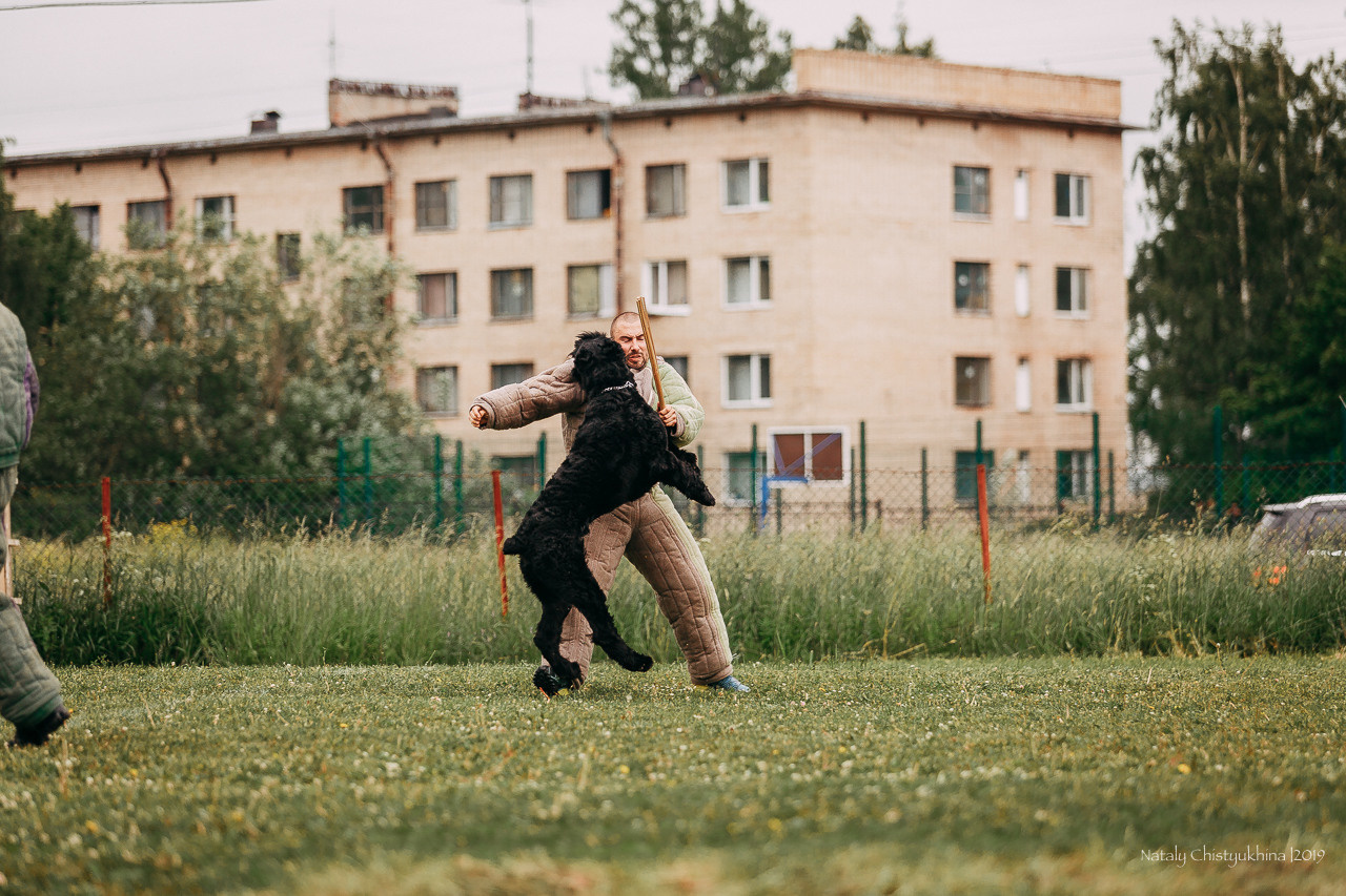 Соревнования БРР. Фотограф-анималист Наталия Чистюхина в г. Сосновый Бор и ЛО
