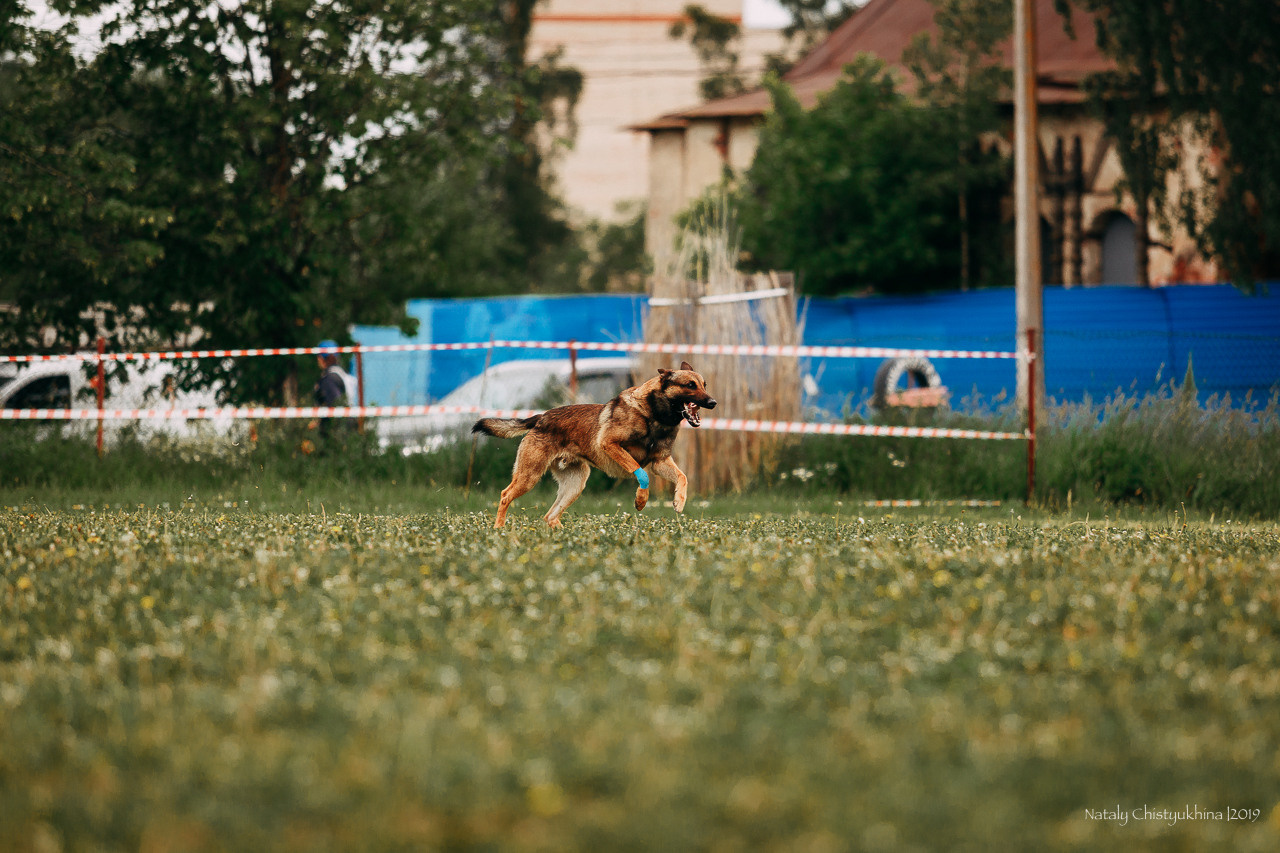 Соревнования БРР. Фотограф-анималист Наталия Чистюхина в г. Сосновый Бор и ЛО