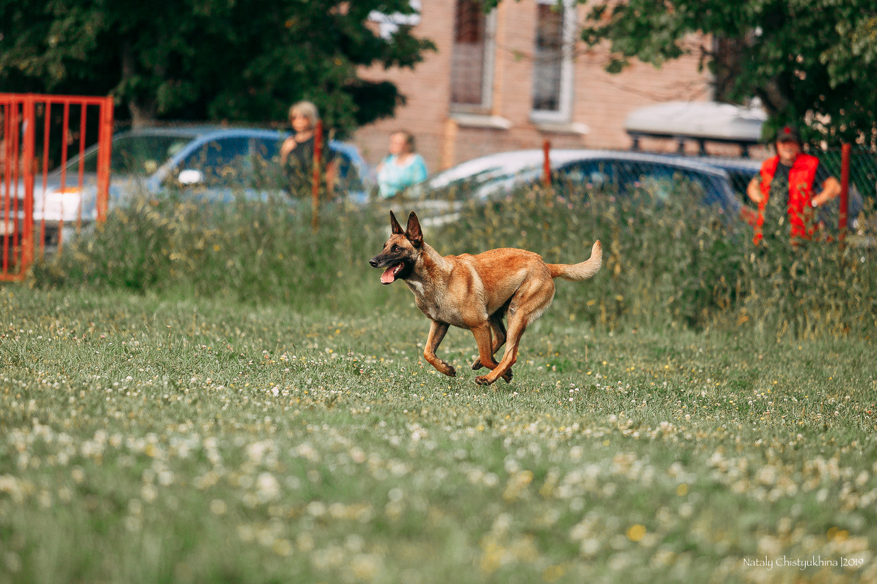 Соревнования по мондьорингу. Фотограф-анималист Наталия Чистюхина в г. Сосновый Бор и ЛО