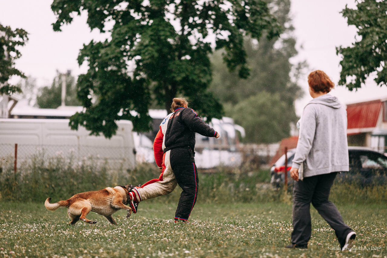 Соревнования по мондьорингу. Фотограф-анималист Наталия Чистюхина в г. Сосновый Бор и ЛО