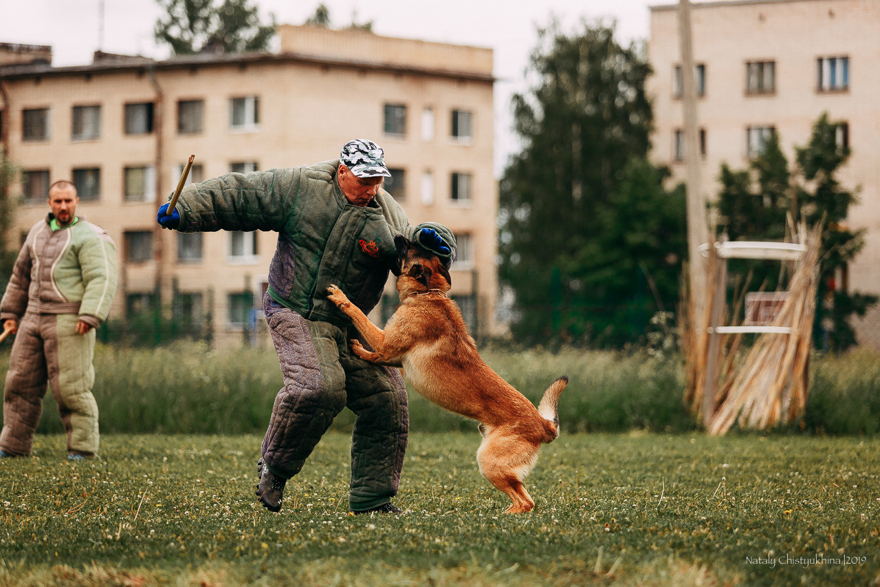 Соревнования БРР. Фотограф-анималист Наталия Чистюхина в г. Сосновый Бор и ЛО