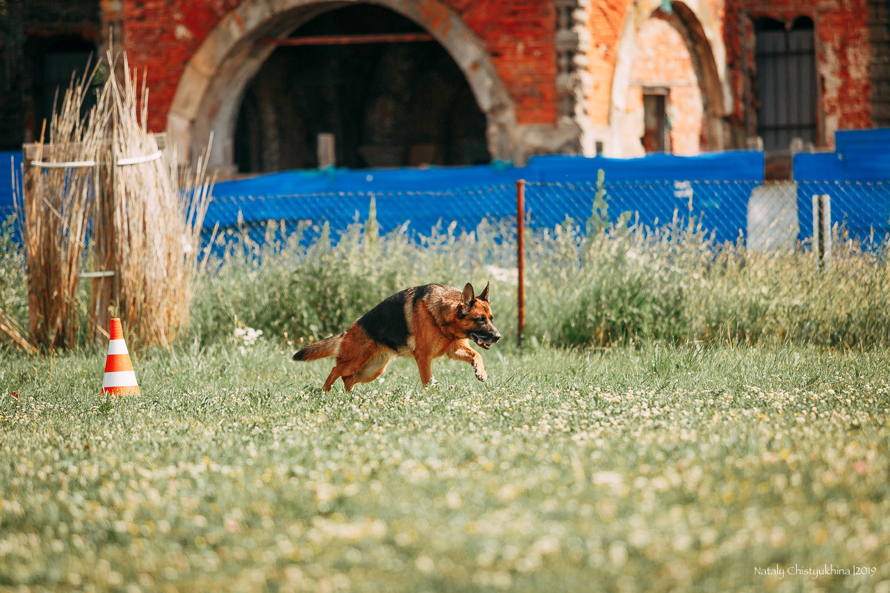 Соревнования по мондьорингу. Фотограф-анималист Наталия Чистюхина в г. Сосновый Бор и ЛО