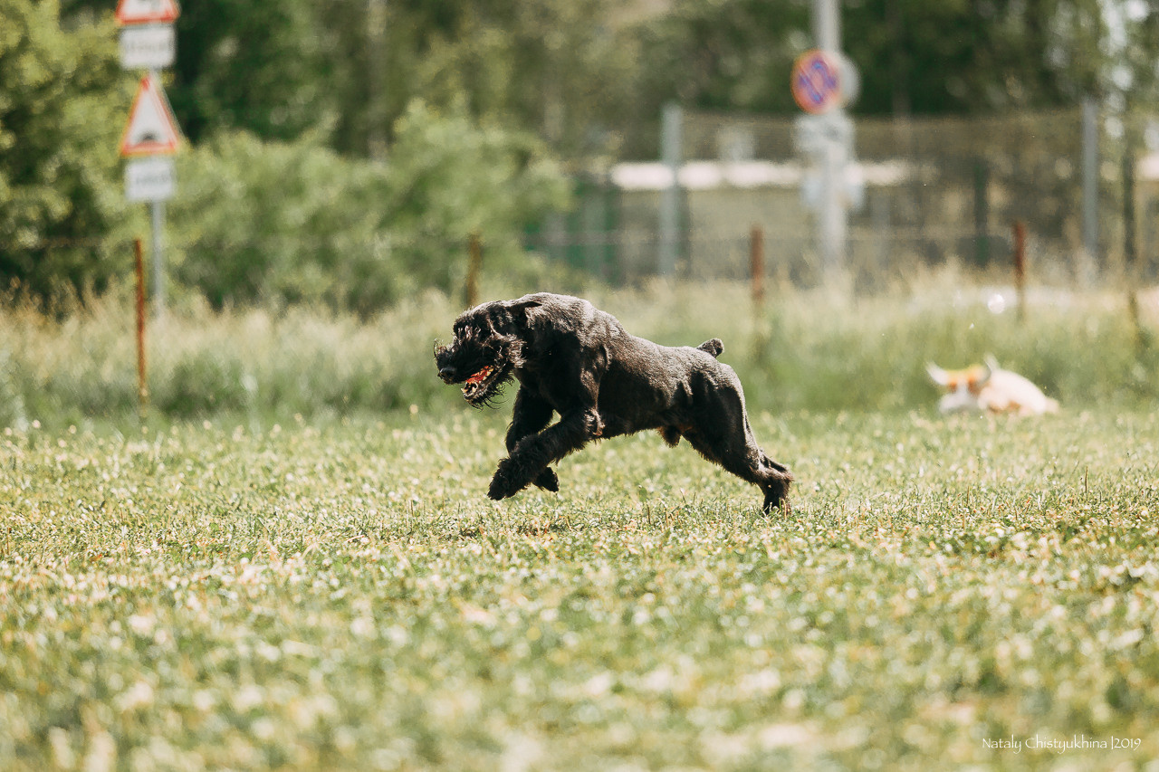Соревнования по мондьорингу. Фотограф-анималист Наталия Чистюхина в г. Сосновый Бор и ЛО