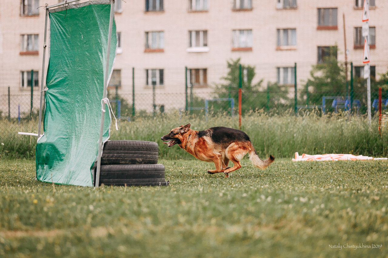Соревнования БРР. Фотограф-анималист Наталия Чистюхина в г. Сосновый Бор и ЛО
