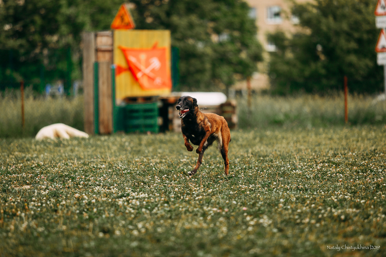 Соревнования по мондьорингу. Фотограф-анималист Наталия Чистюхина в г. Сосновый Бор и ЛО