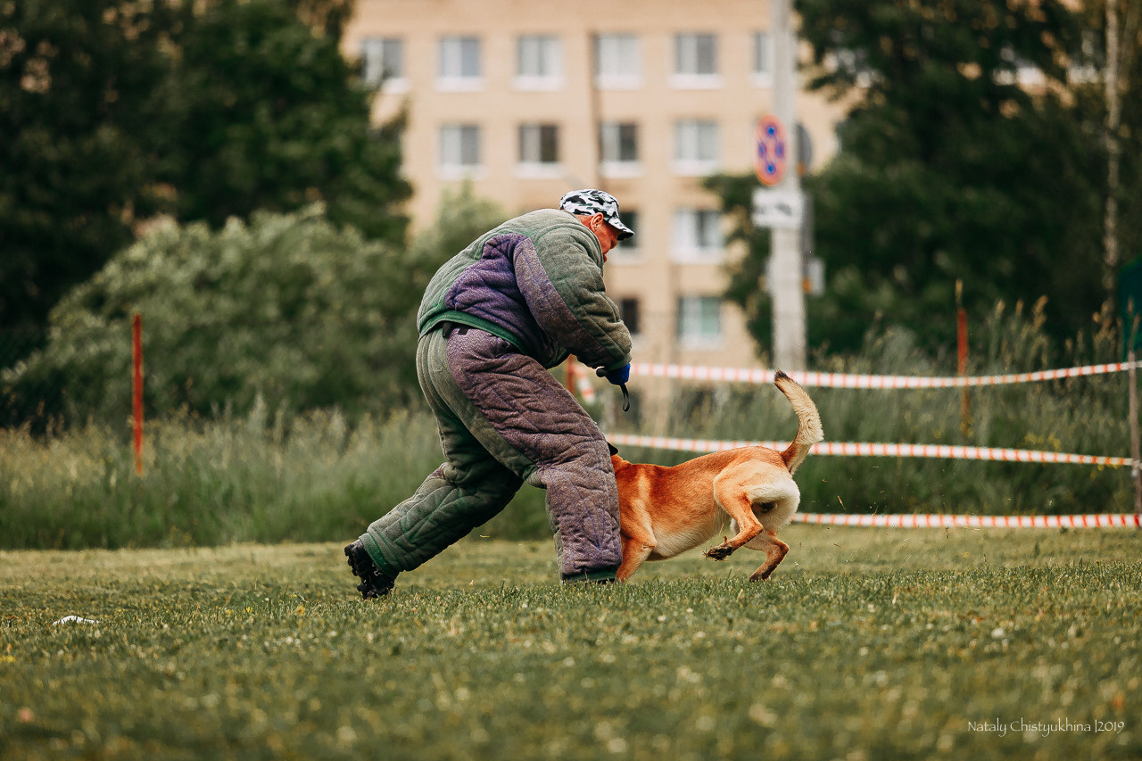 Соревнования БРР. Фотограф-анималист Наталия Чистюхина в г. Сосновый Бор и ЛО