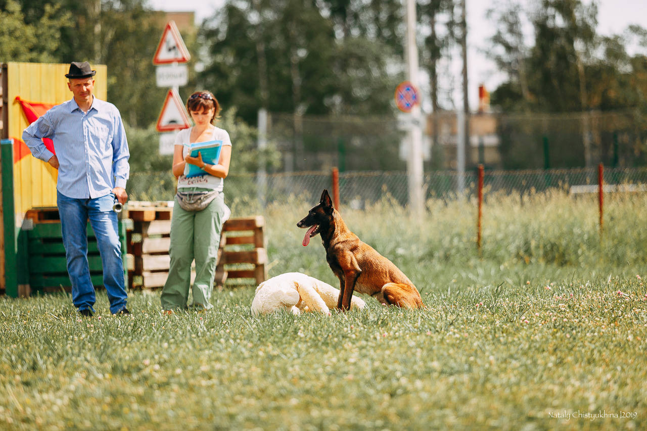 Соревнования по мондьорингу. Фотограф-анималист Наталия Чистюхина в г. Сосновый Бор и ЛО