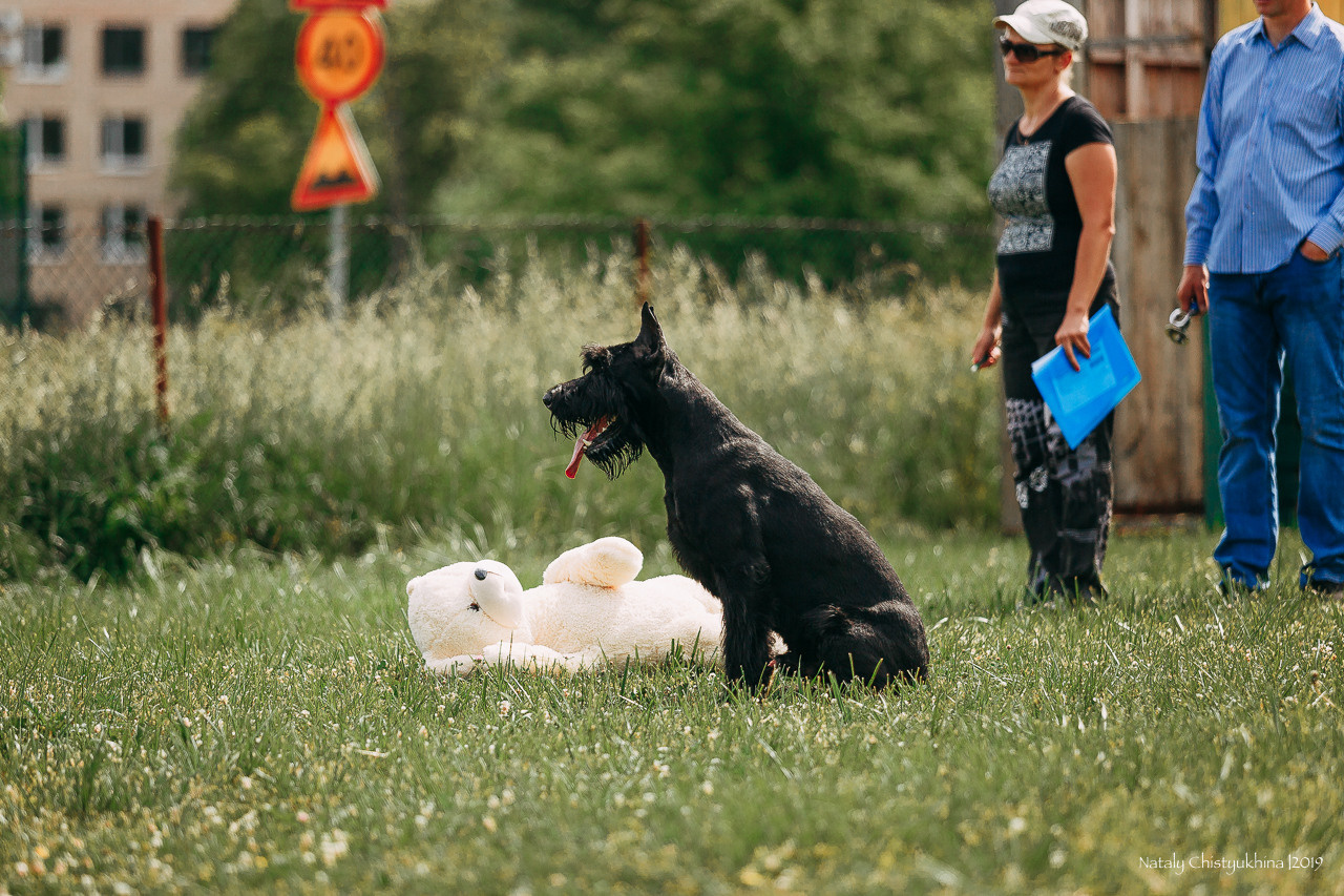 Соревнования по мондьорингу. Фотограф-анималист Наталия Чистюхина в г. Сосновый Бор и ЛО