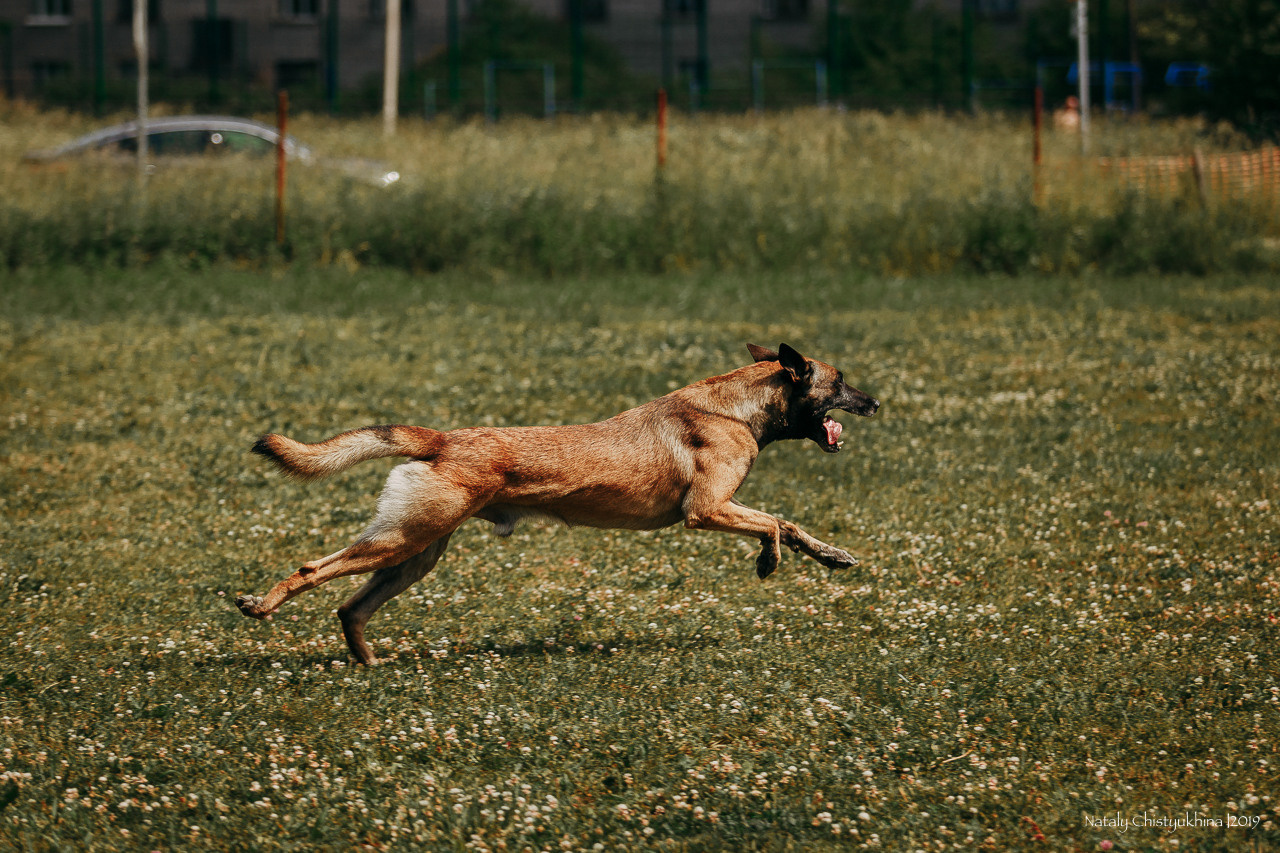 Соревнования по мондьорингу. Фотограф-анималист Наталия Чистюхина в г. Сосновый Бор и ЛО