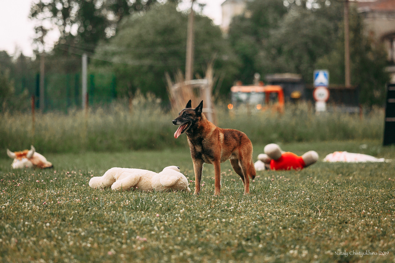 Соревнования по мондьорингу. Фотограф-анималист Наталия Чистюхина в г. Сосновый Бор и ЛО
