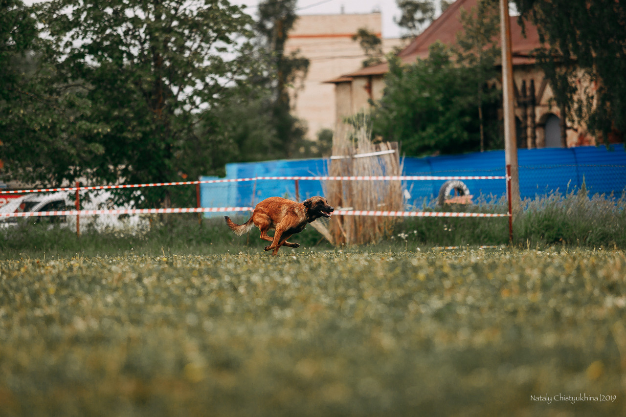 Соревнования БРР. Фотограф-анималист Наталия Чистюхина в г. Сосновый Бор и ЛО