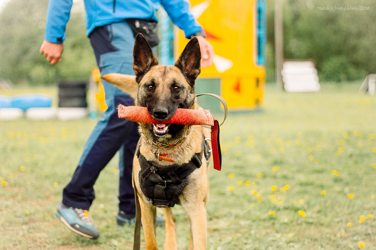 Семинары по мондио. Фотограф-анималист Наталия Чистюхина в г. Сосновый Бор и ЛО