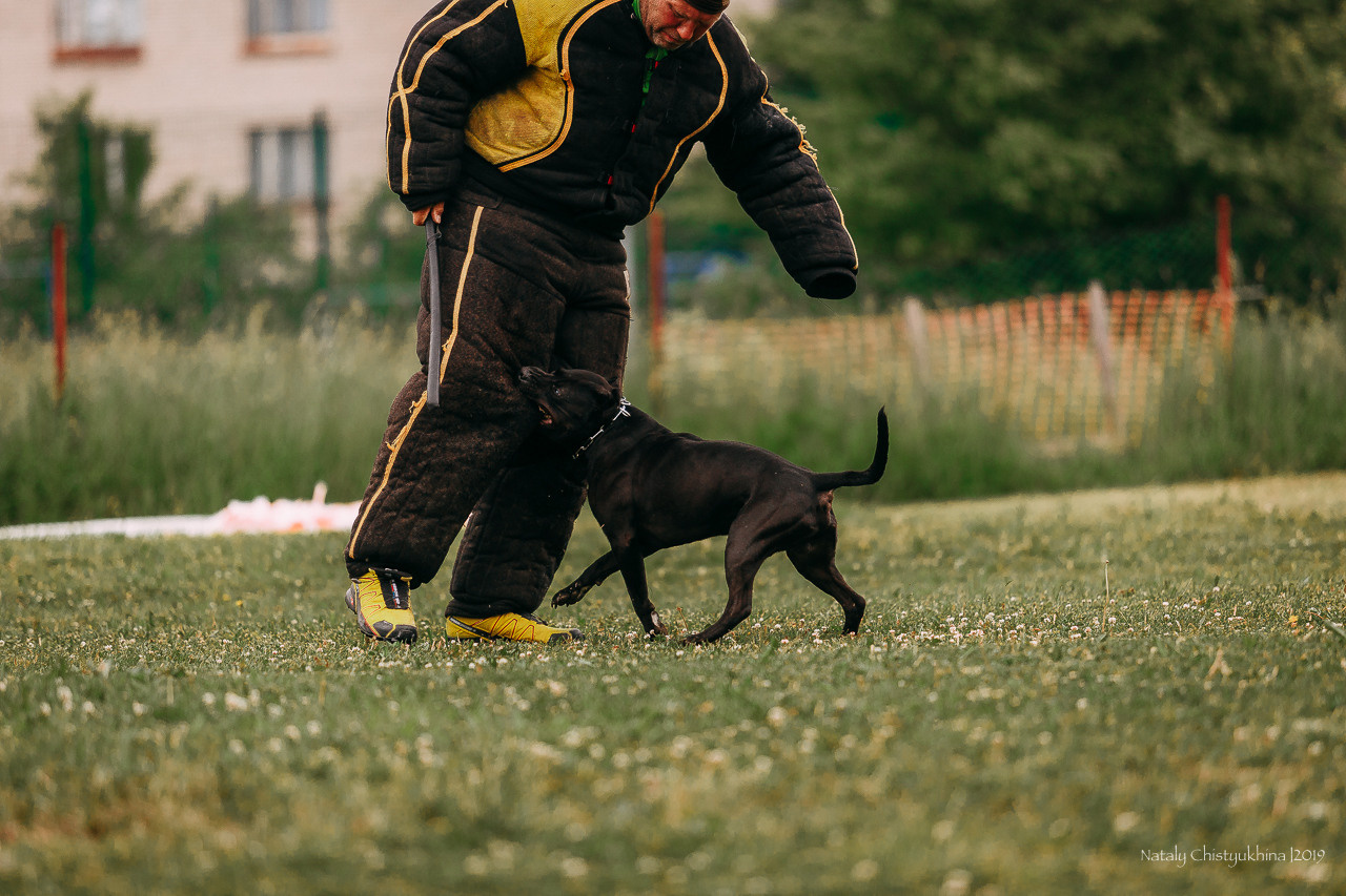 Соревнования БРР. Фотограф-анималист Наталия Чистюхина в г. Сосновый Бор и ЛО