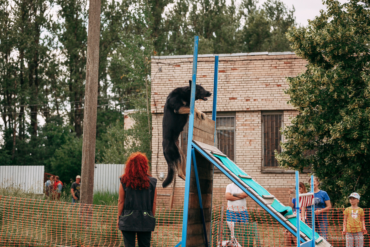 Соревнования по мондьорингу. Фотограф-анималист Наталия Чистюхина в г. Сосновый Бор и ЛО
