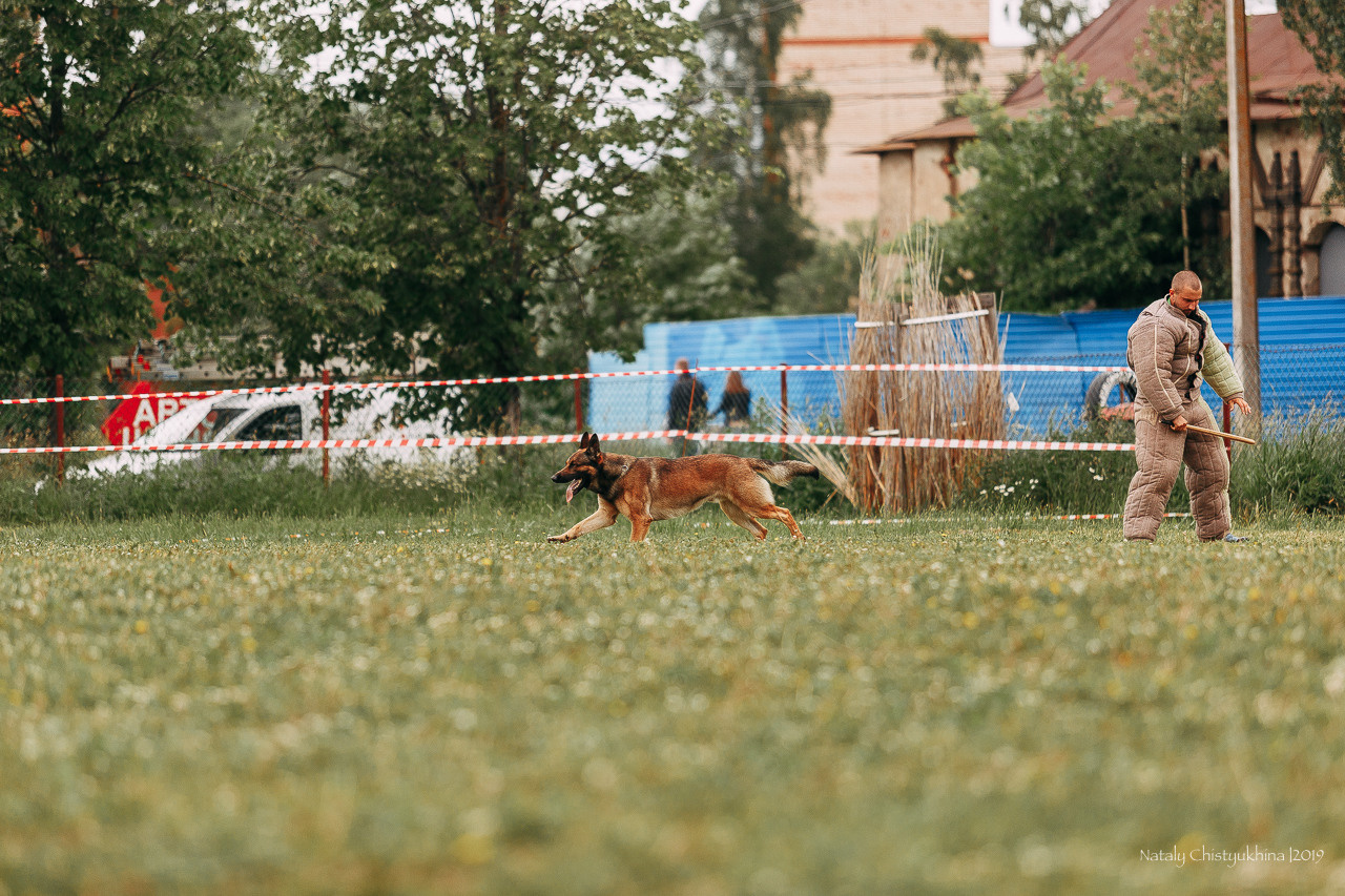 Соревнования БРР. Фотограф-анималист Наталия Чистюхина в г. Сосновый Бор и ЛО