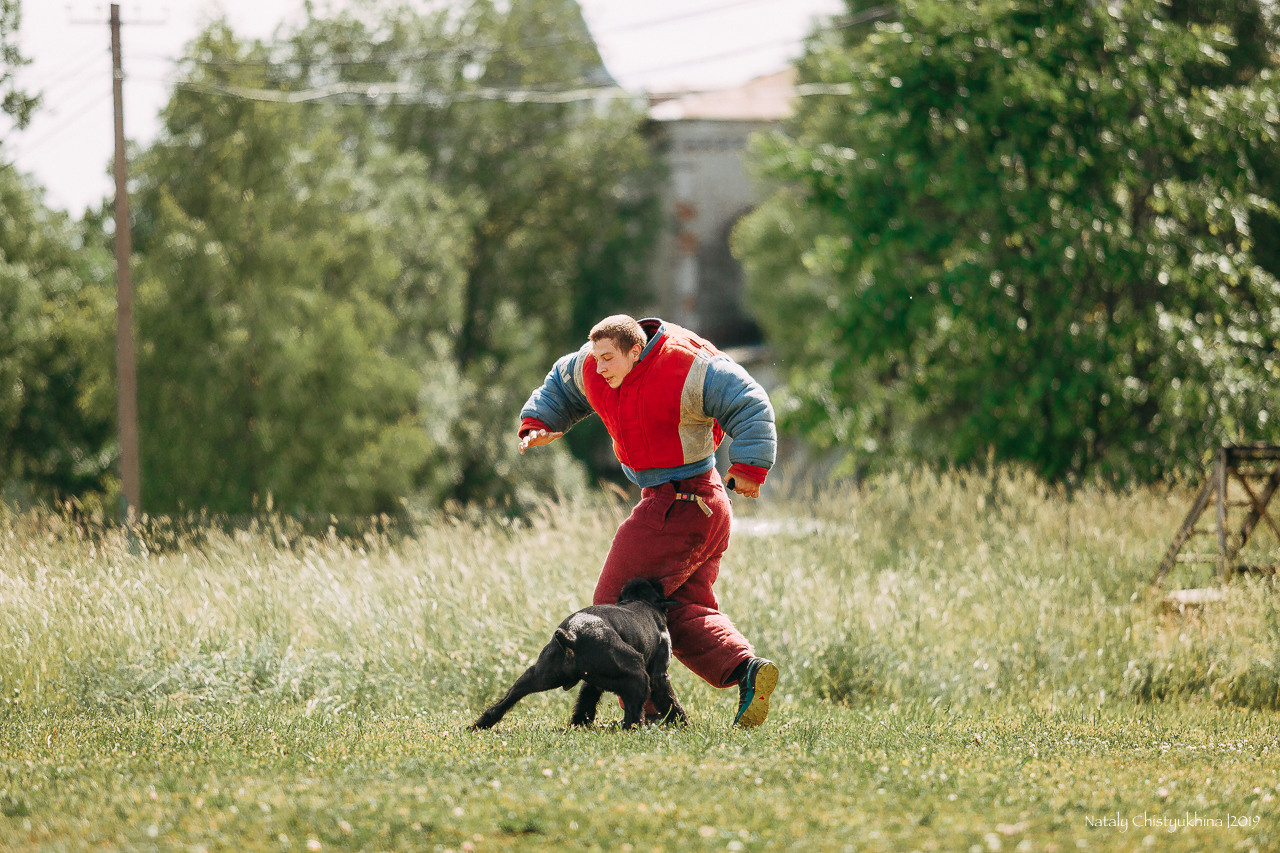 Соревнования по мондьорингу. Фотограф-анималист Наталия Чистюхина в г. Сосновый Бор и ЛО