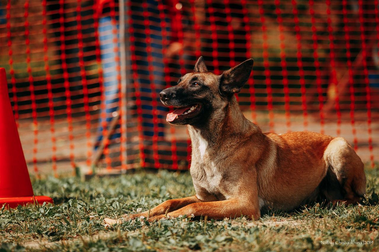 Соревнования по мондьорингу. Фотограф-анималист Наталия Чистюхина в г. Сосновый Бор и ЛО