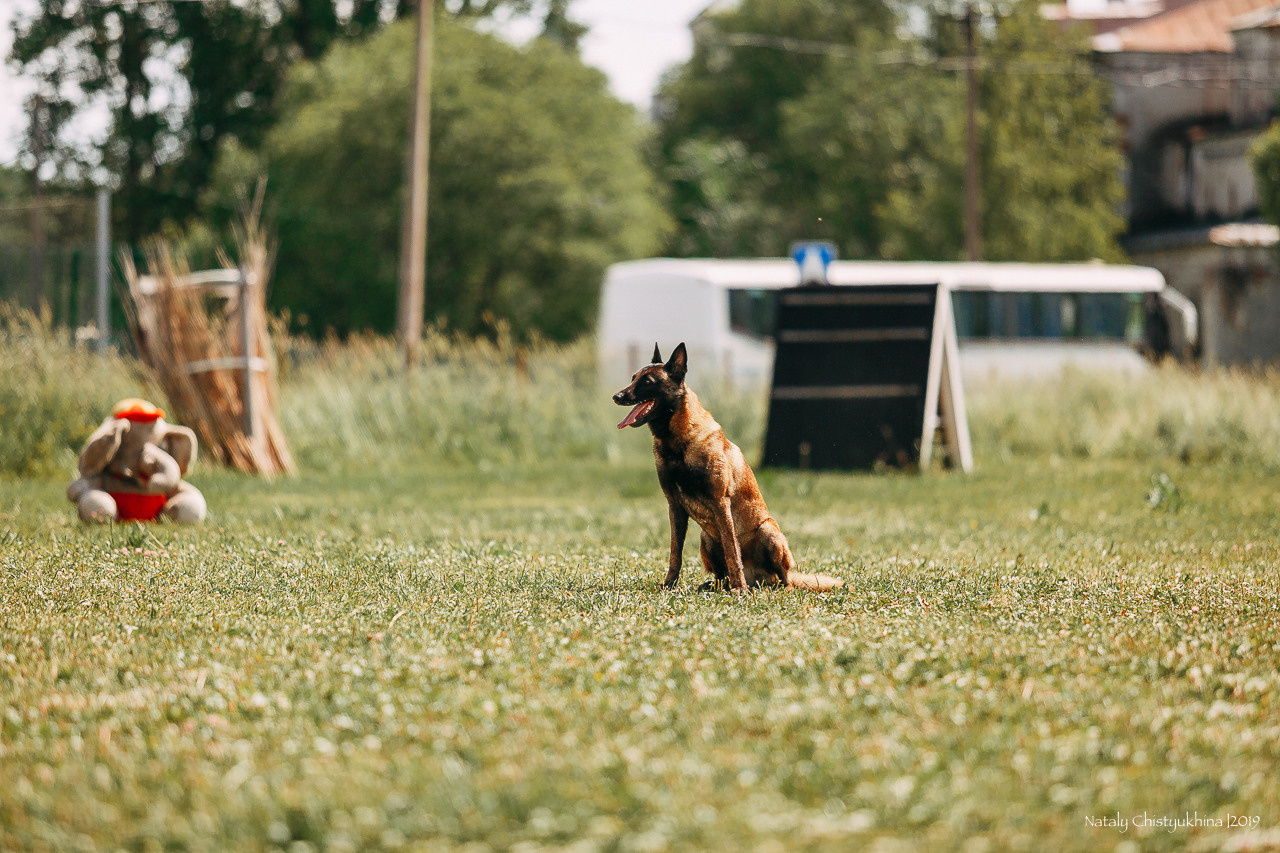 Соревнования по мондьорингу. Фотограф-анималист Наталия Чистюхина в г. Сосновый Бор и ЛО