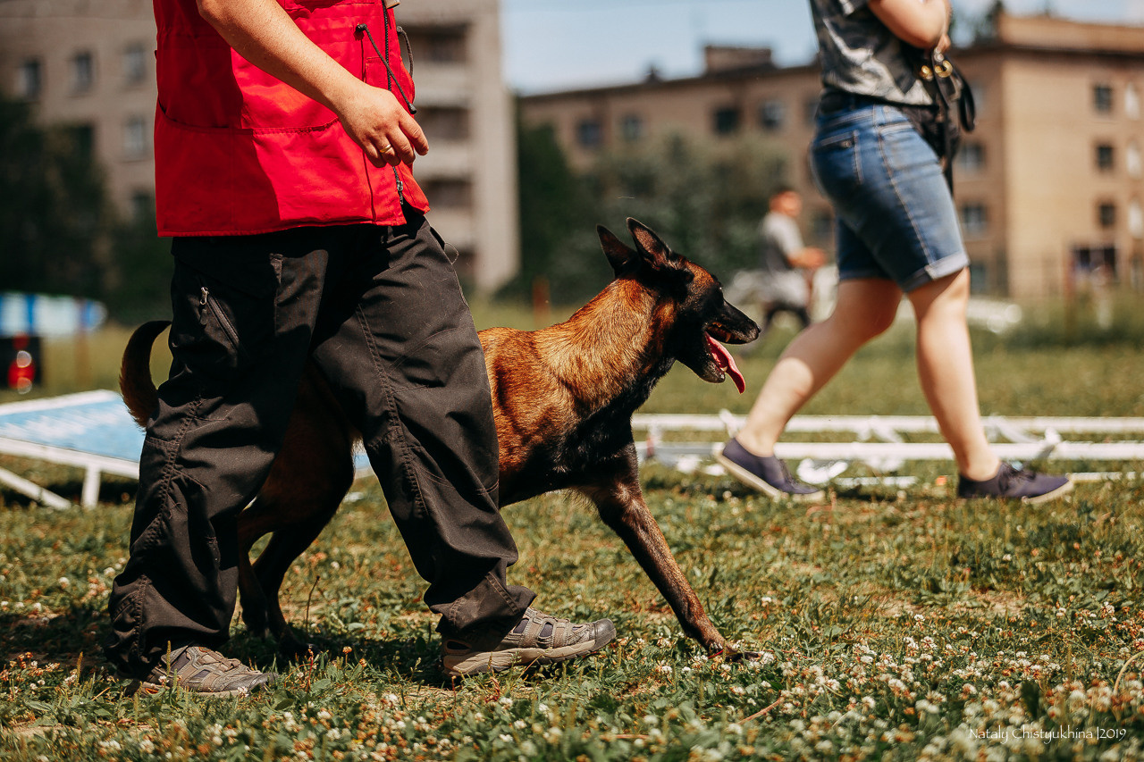 Соревнования по мондьорингу. Фотограф-анималист Наталия Чистюхина в г. Сосновый Бор и ЛО
