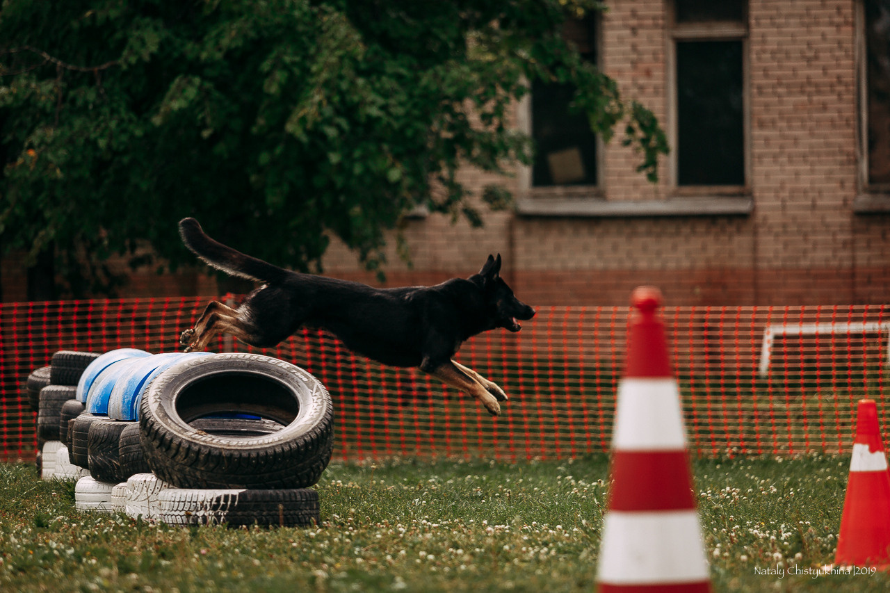 Соревнования по мондьорингу. Фотограф-анималист Наталия Чистюхина в г. Сосновый Бор и ЛО