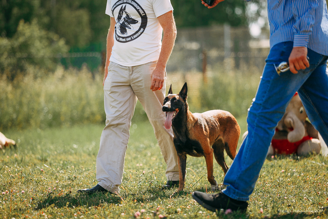 Соревнования по мондьорингу. Фотограф-анималист Наталия Чистюхина в г. Сосновый Бор и ЛО
