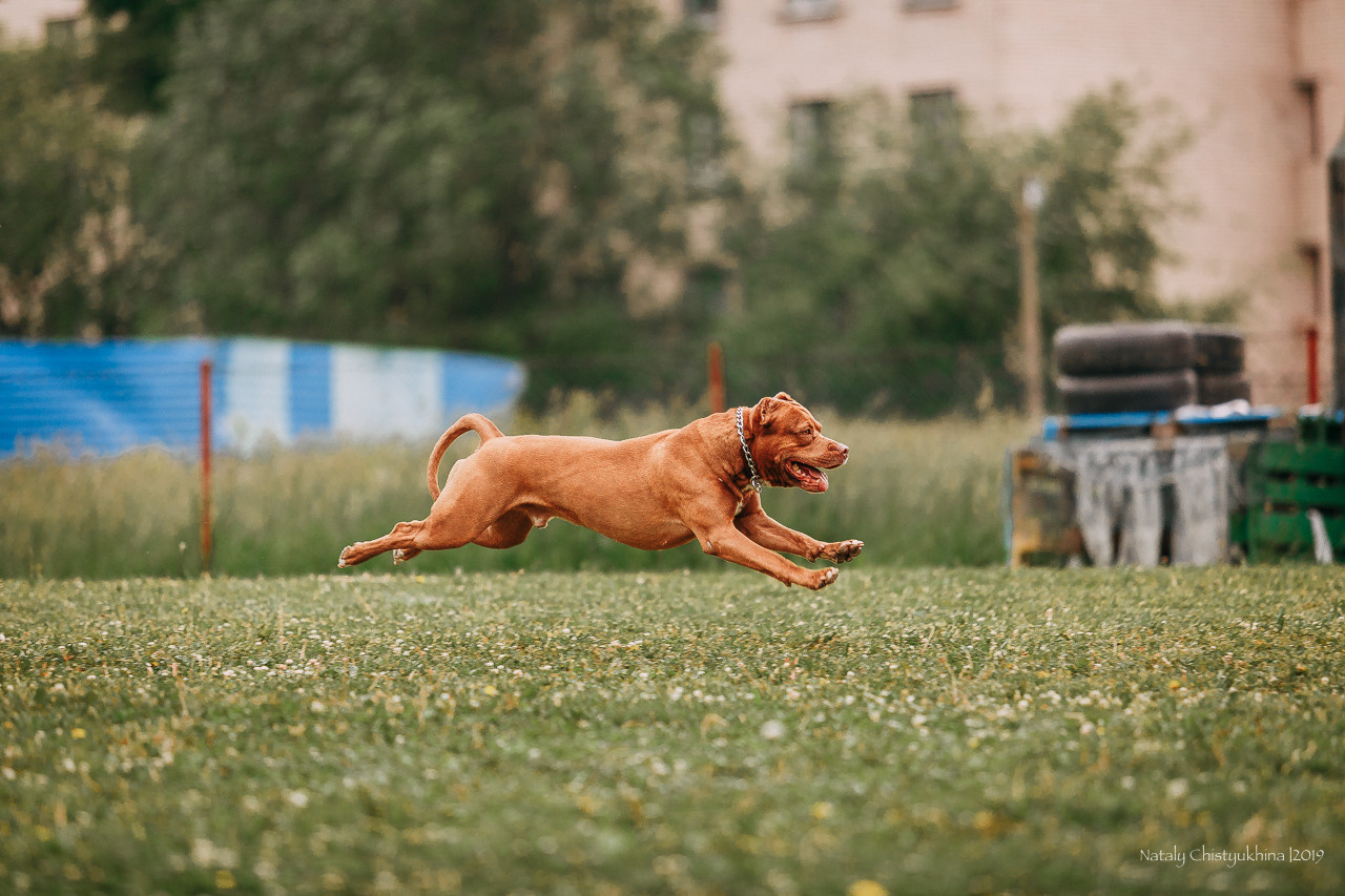 Соревнования БРР. Фотограф-анималист Наталия Чистюхина в г. Сосновый Бор и ЛО