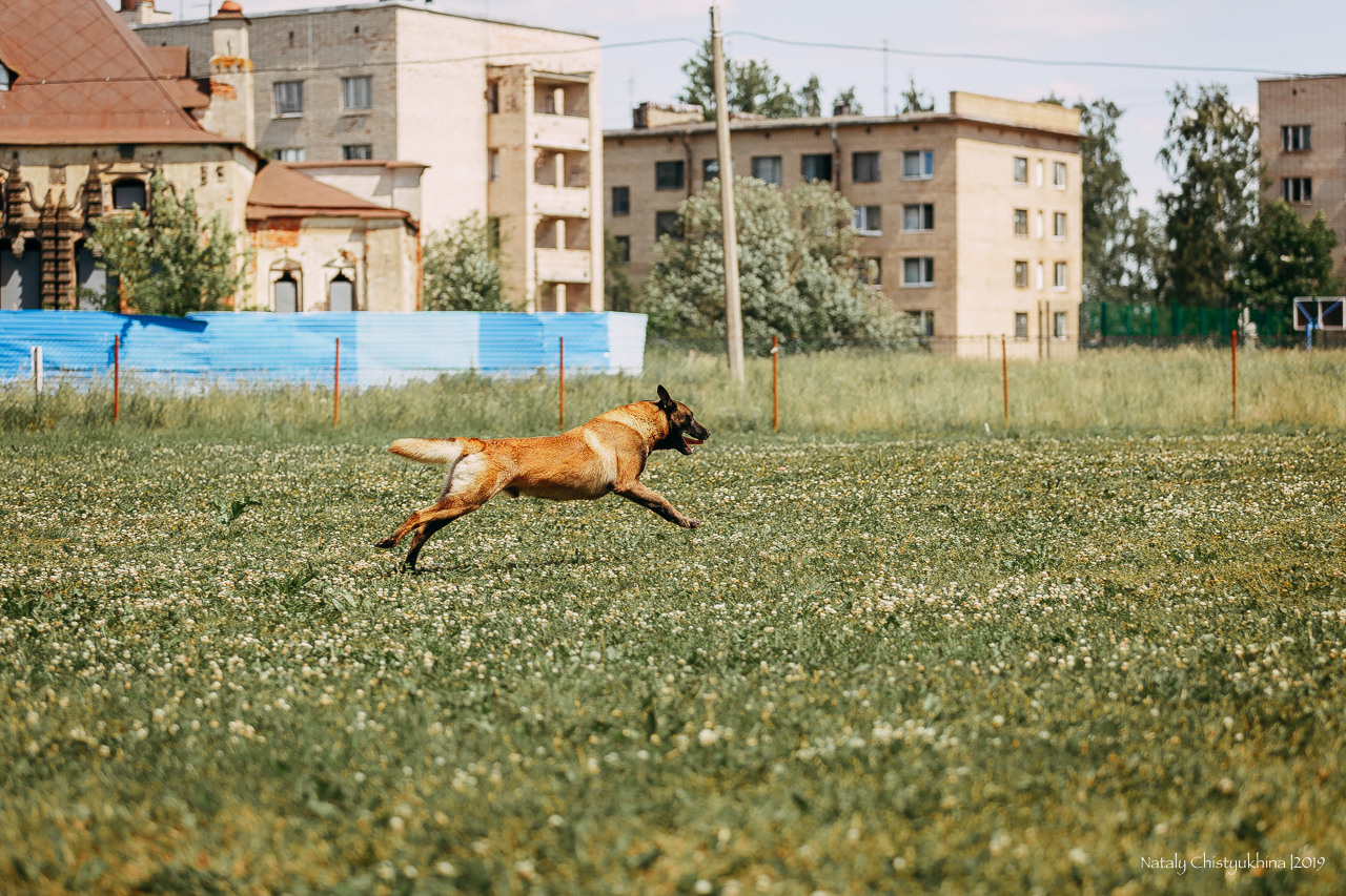 Соревнования по мондьорингу. Фотограф-анималист Наталия Чистюхина в г. Сосновый Бор и ЛО