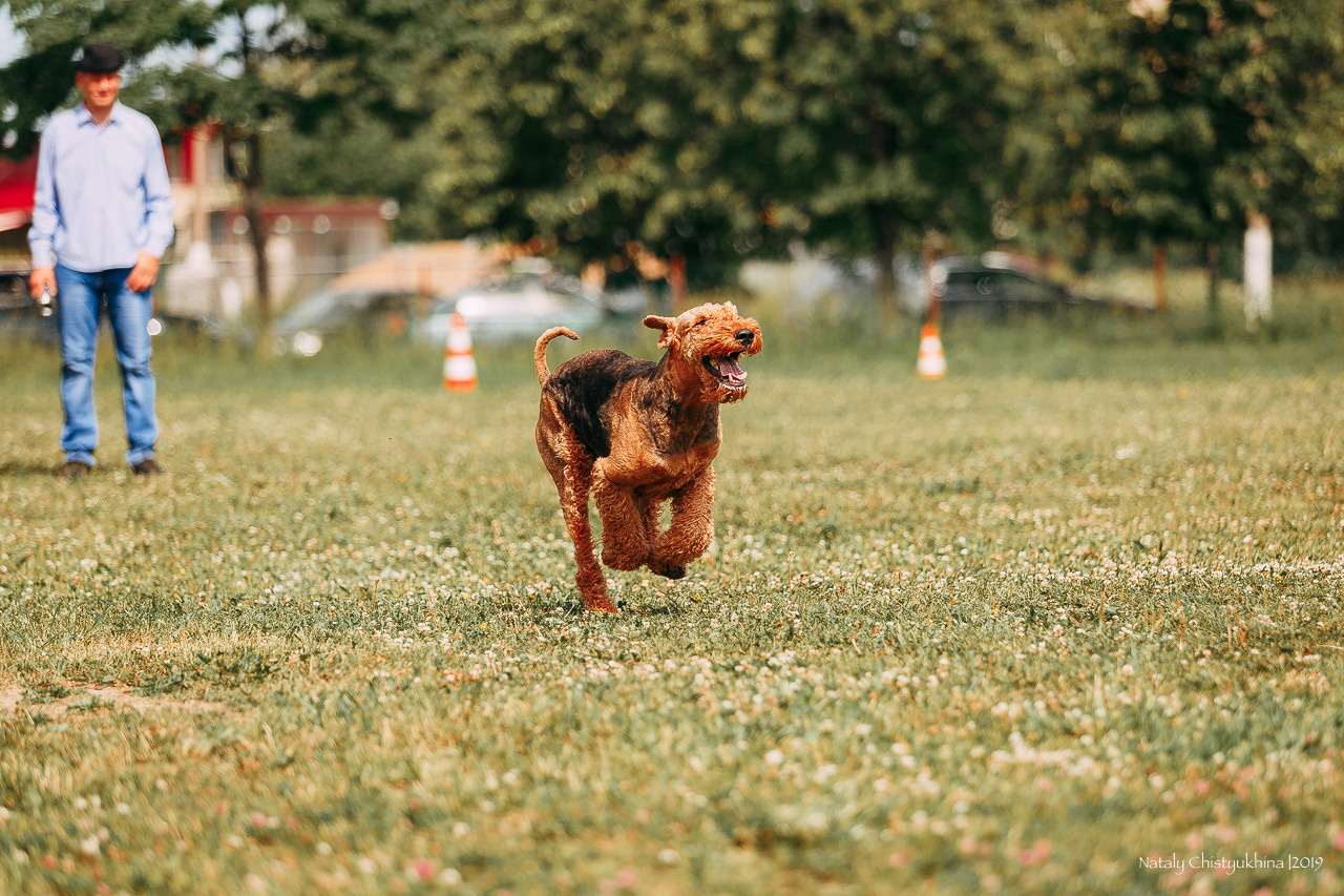 Соревнования по мондьорингу. Фотограф-анималист Наталия Чистюхина в г. Сосновый Бор и ЛО