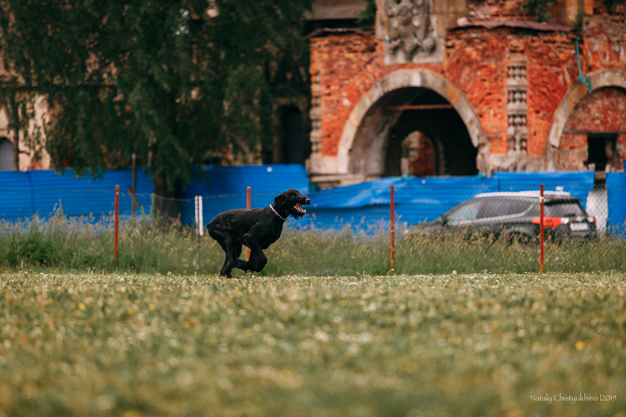 Соревнования БРР. Фотограф-анималист Наталия Чистюхина в г. Сосновый Бор и ЛО