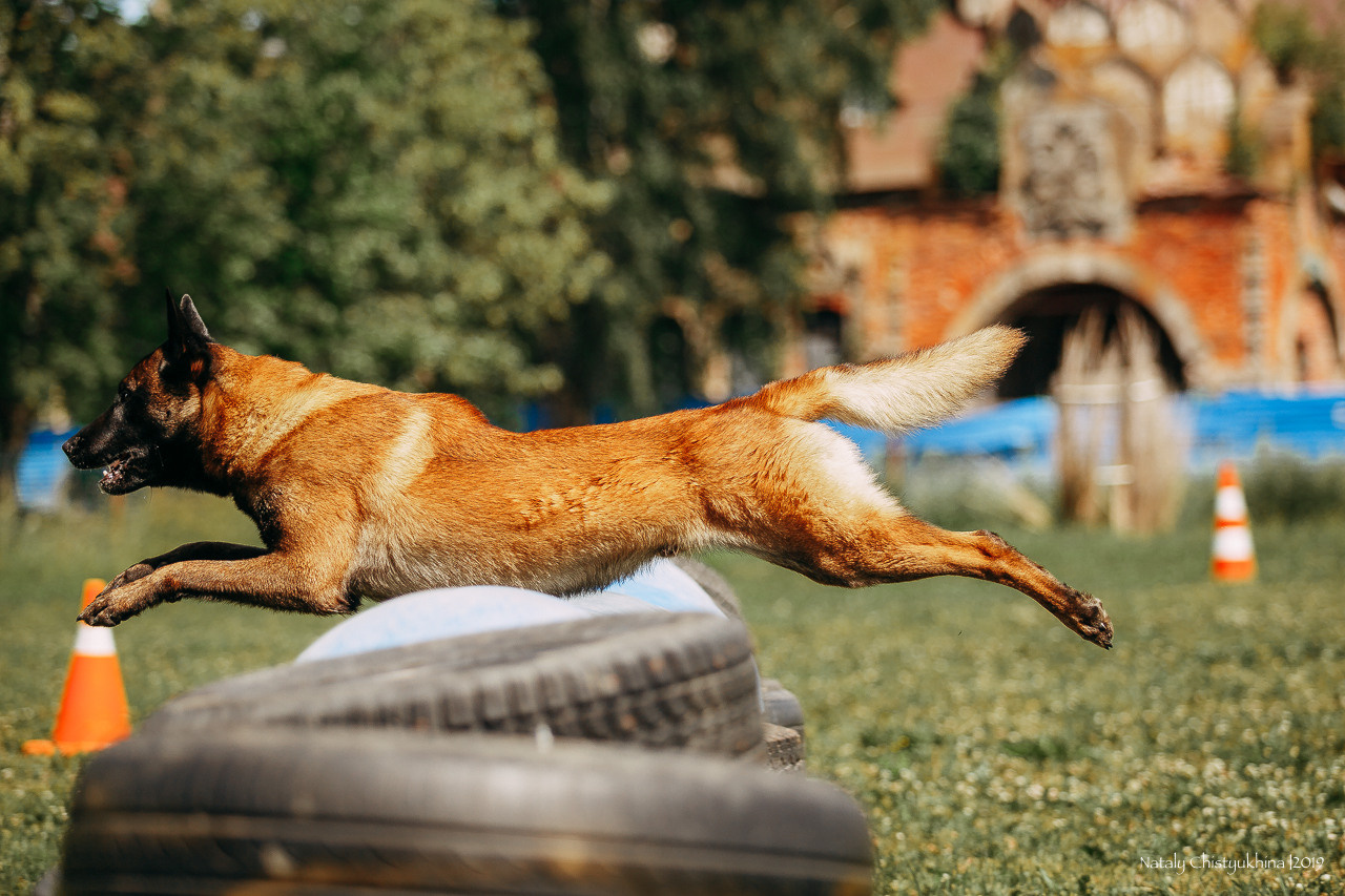 Соревнования по мондьорингу. Фотограф-анималист Наталия Чистюхина в г. Сосновый Бор и ЛО