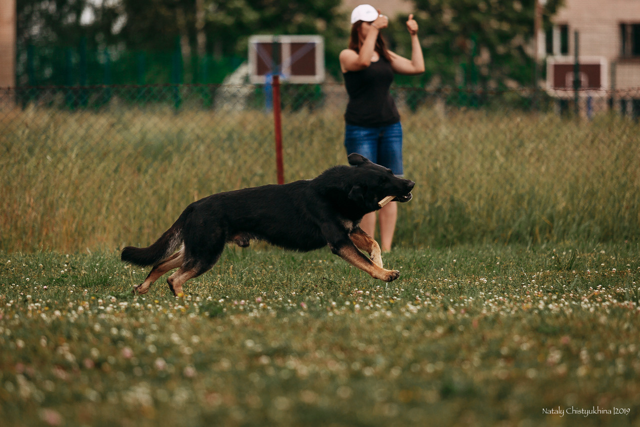 Соревнования по мондьорингу. Фотограф-анималист Наталия Чистюхина в г. Сосновый Бор и ЛО
