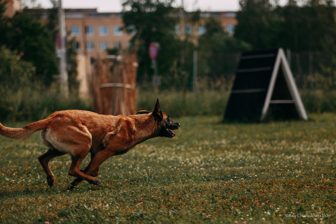 Соревнования по мондьорингу. Фотограф-анималист Наталия Чистюхина в г. Сосновый Бор и ЛО