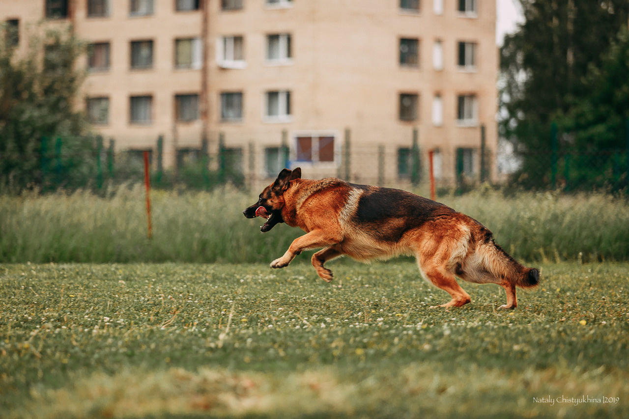 Соревнования БРР. Фотограф-анималист Наталия Чистюхина в г. Сосновый Бор и ЛО