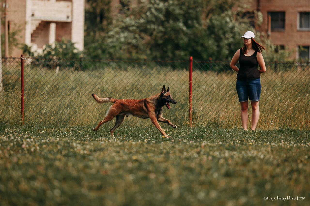 Соревнования по мондьорингу. Фотограф-анималист Наталия Чистюхина в г. Сосновый Бор и ЛО