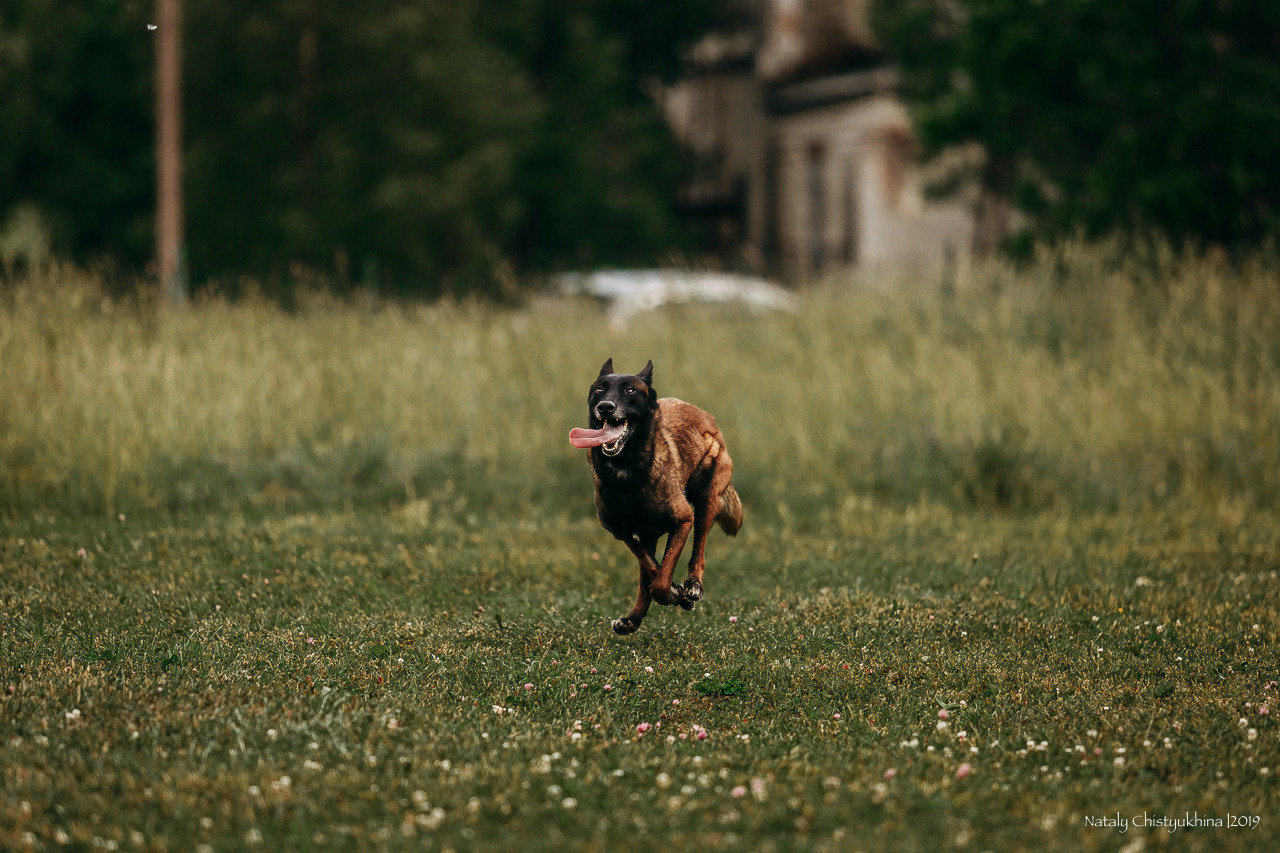 Соревнования по мондьорингу. Фотограф-анималист Наталия Чистюхина в г. Сосновый Бор и ЛО