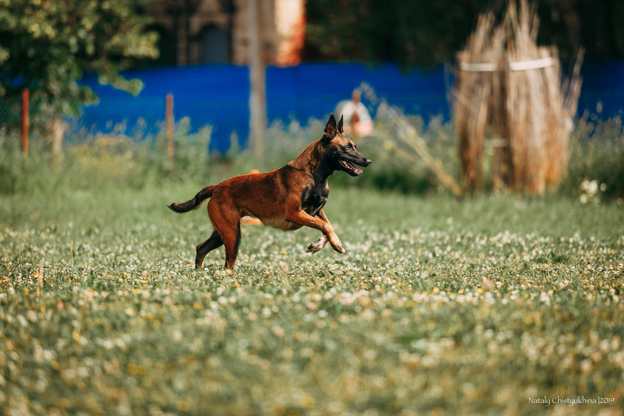 Соревнования по мондьорингу. Фотограф-анималист Наталия Чистюхина в г. Сосновый Бор и ЛО