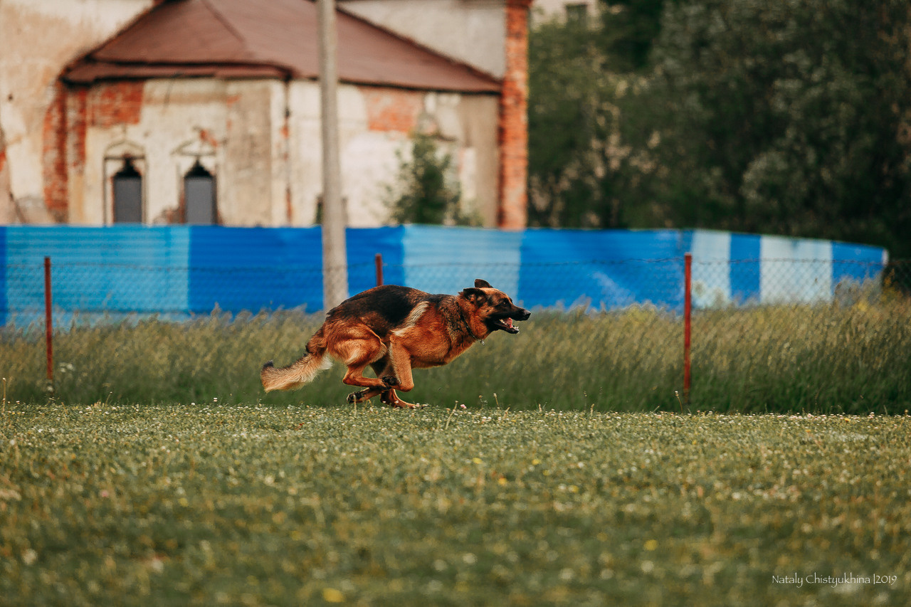 Соревнования БРР. Фотограф-анималист Наталия Чистюхина в г. Сосновый Бор и ЛО