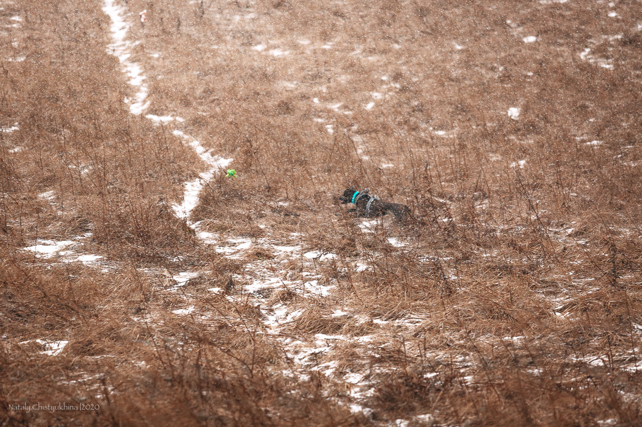Курсинг. Колтуши. Фотограф-анималист Наталия Чистюхина в г. Сосновый Бор и ЛО