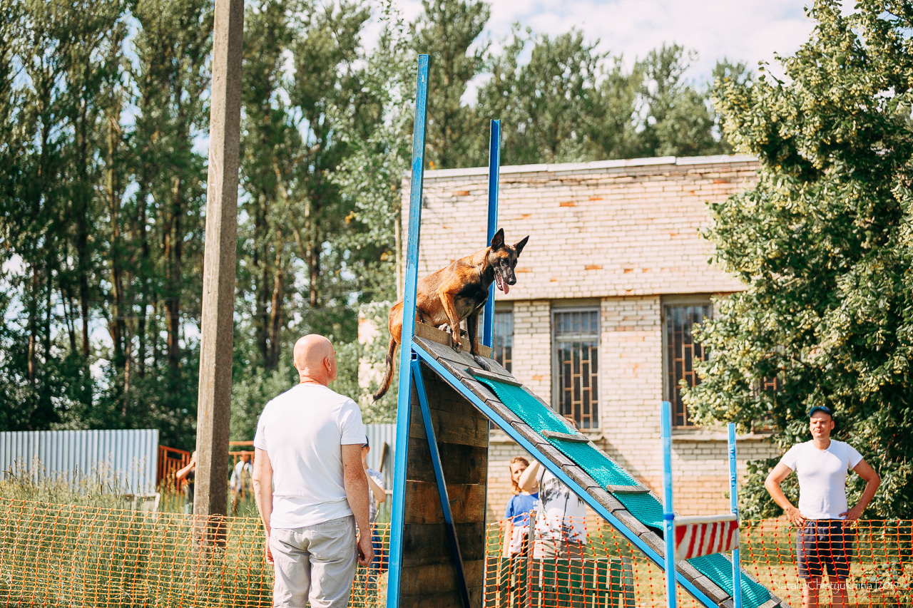 Соревнования по мондьорингу. Фотограф-анималист Наталия Чистюхина в г. Сосновый Бор и ЛО