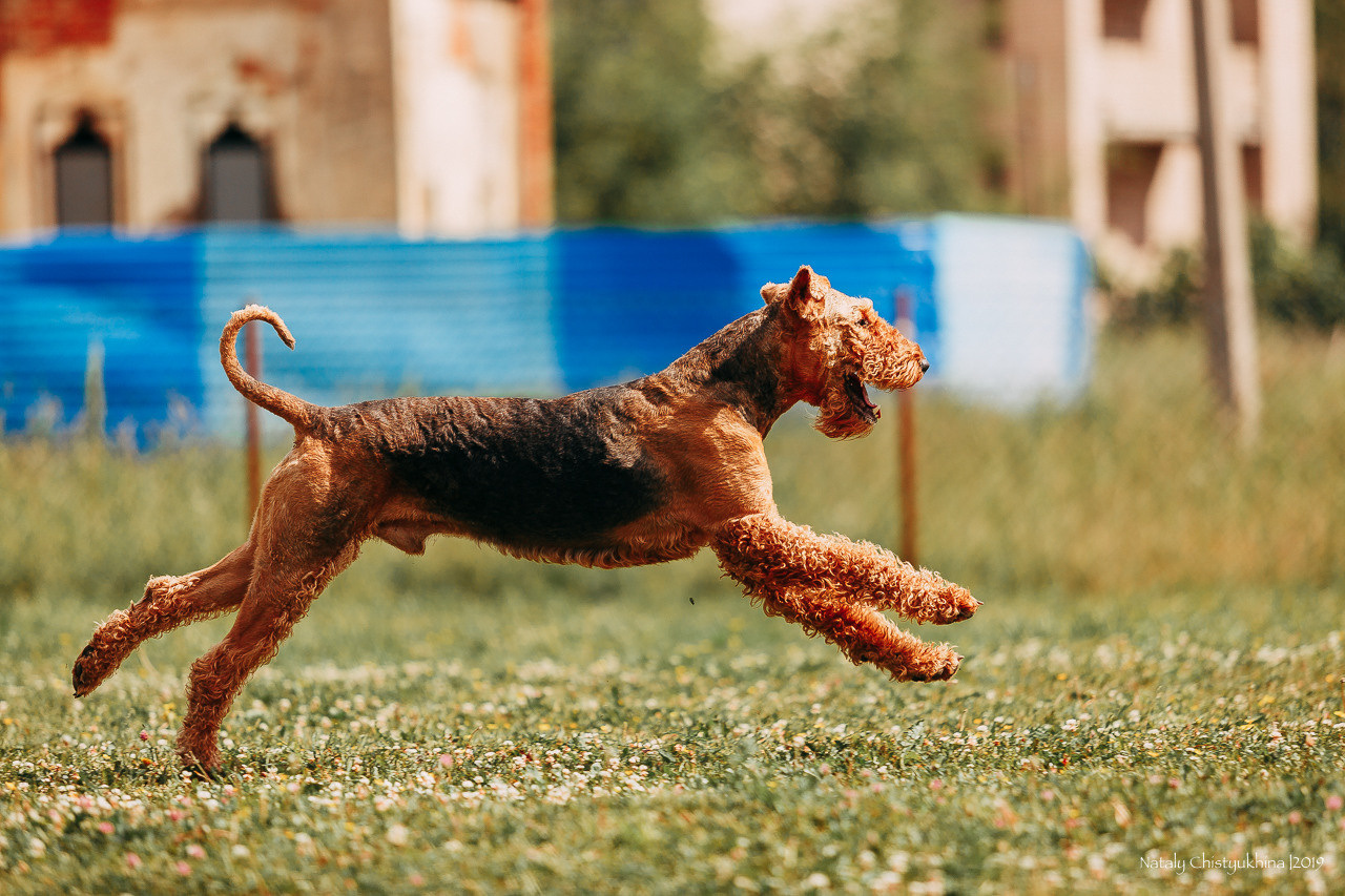 Соревнования по мондьорингу. Фотограф-анималист Наталия Чистюхина в г. Сосновый Бор и ЛО
