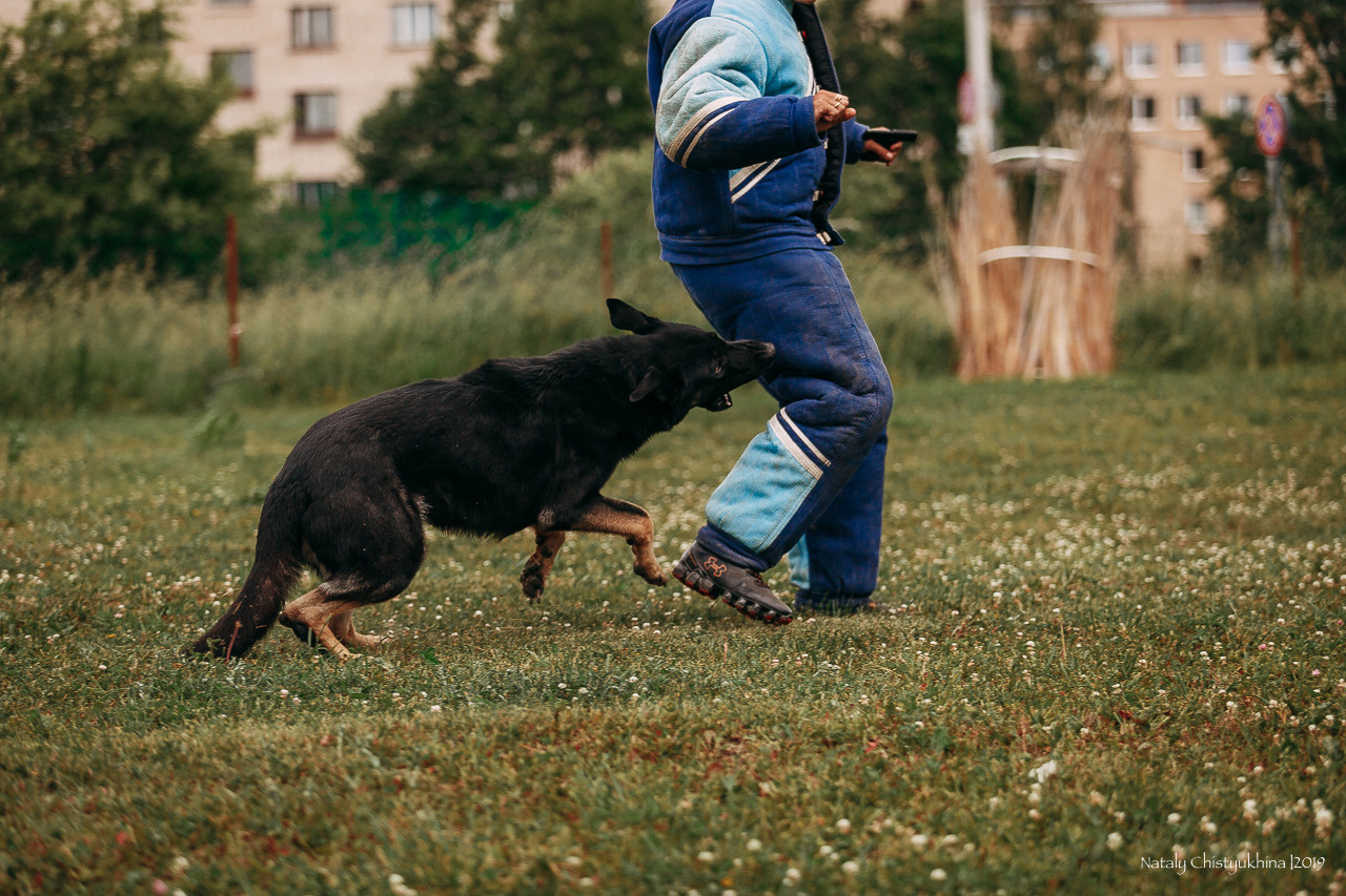 Соревнования по мондьорингу. Фотограф-анималист Наталия Чистюхина в г. Сосновый Бор и ЛО