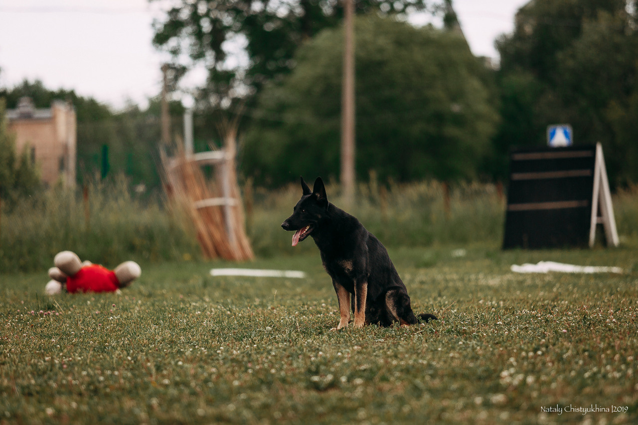 Соревнования по мондьорингу. Фотограф-анималист Наталия Чистюхина в г. Сосновый Бор и ЛО