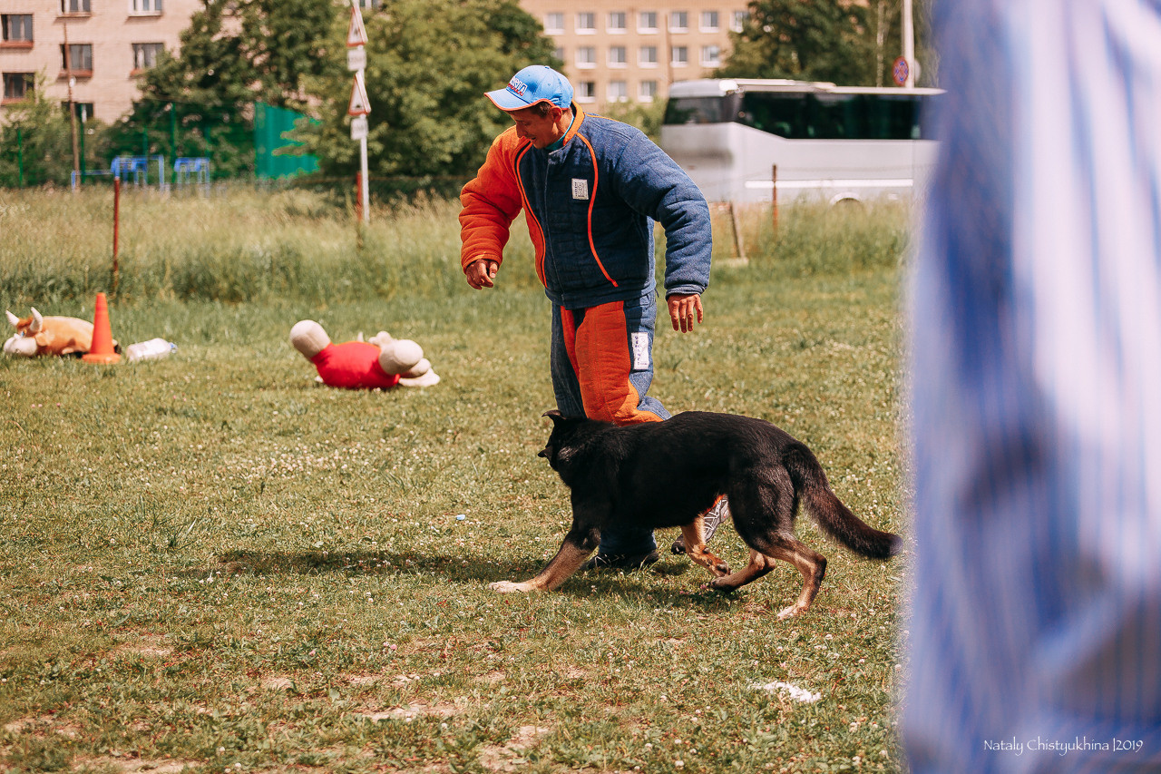 Соревнования по мондьорингу. Фотограф-анималист Наталия Чистюхина в г. Сосновый Бор и ЛО