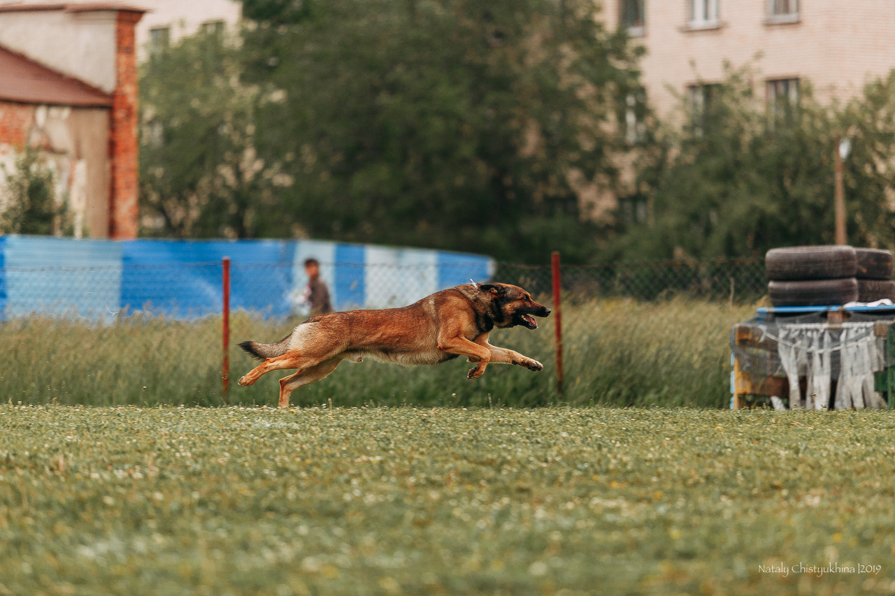 Соревнования БРР. Фотограф-анималист Наталия Чистюхина в г. Сосновый Бор и ЛО