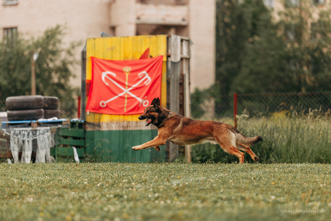 Соревнования БРР. Фотограф-анималист Наталия Чистюхина в г. Сосновый Бор и ЛО