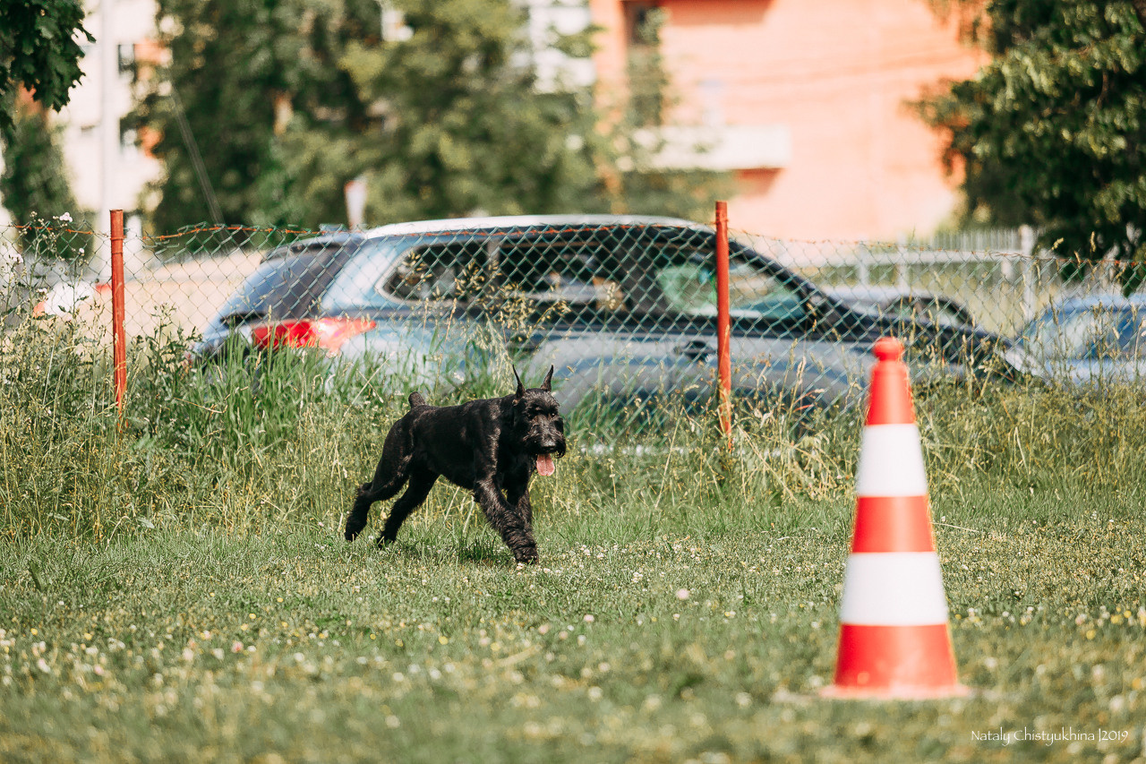 Соревнования по мондьорингу. Фотограф-анималист Наталия Чистюхина в г. Сосновый Бор и ЛО