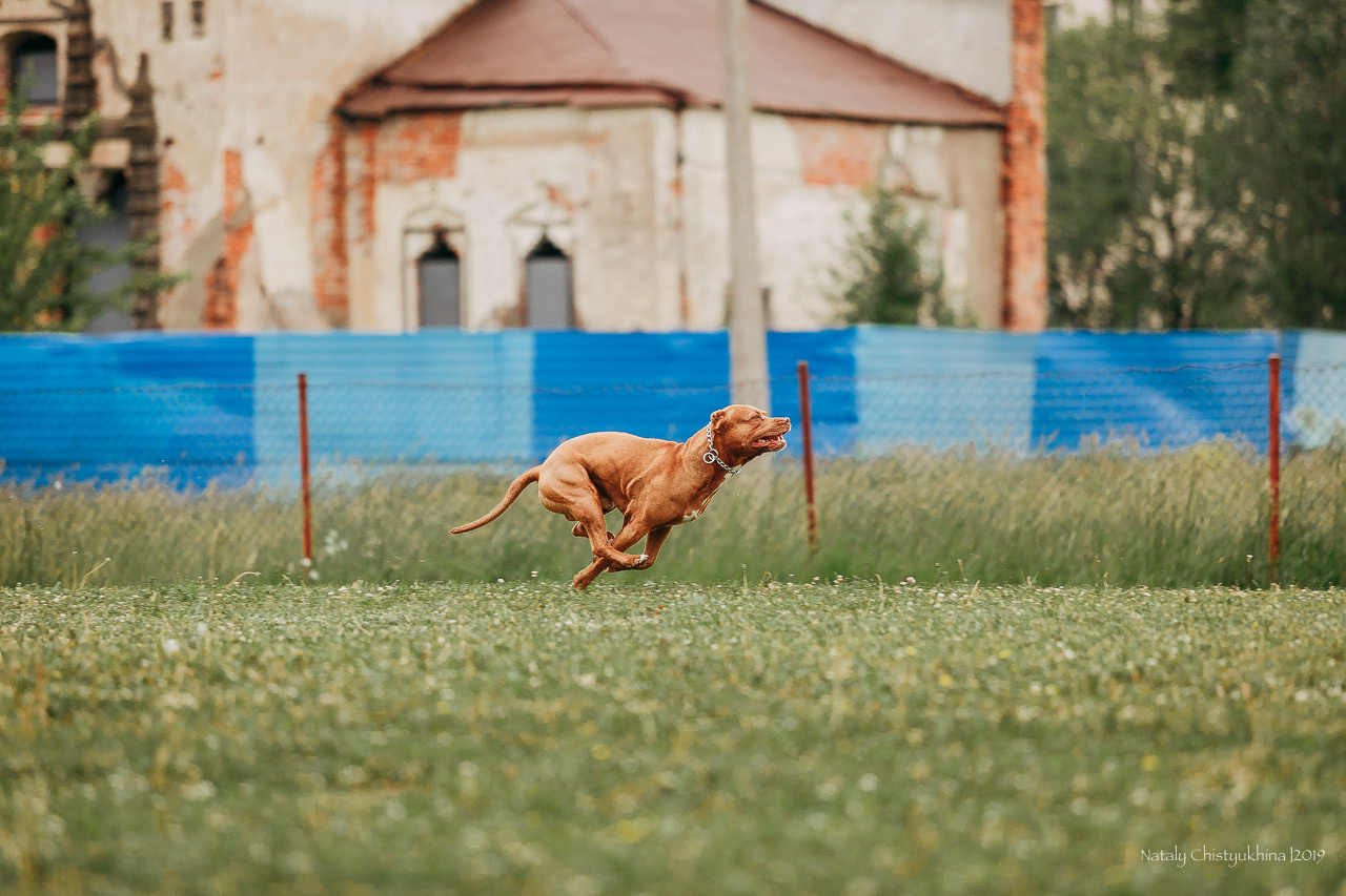Соревнования БРР. Фотограф-анималист Наталия Чистюхина в г. Сосновый Бор и ЛО