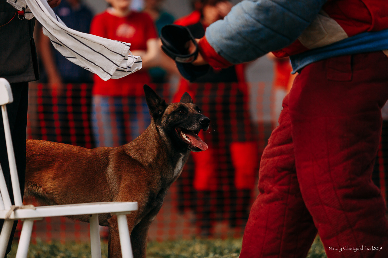 Соревнования по мондьорингу. Фотограф-анималист Наталия Чистюхина в г. Сосновый Бор и ЛО